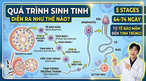 Con trai ăn gì để có nhiều tinh trùng?